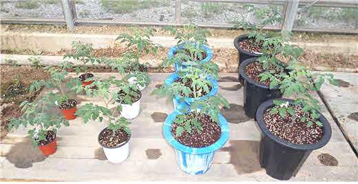 Tomato plants were grown different container sizes on the bench.