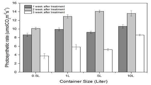 Effect of four container sizes on photosynthetic rate of cherry tomato grown greenhouse.