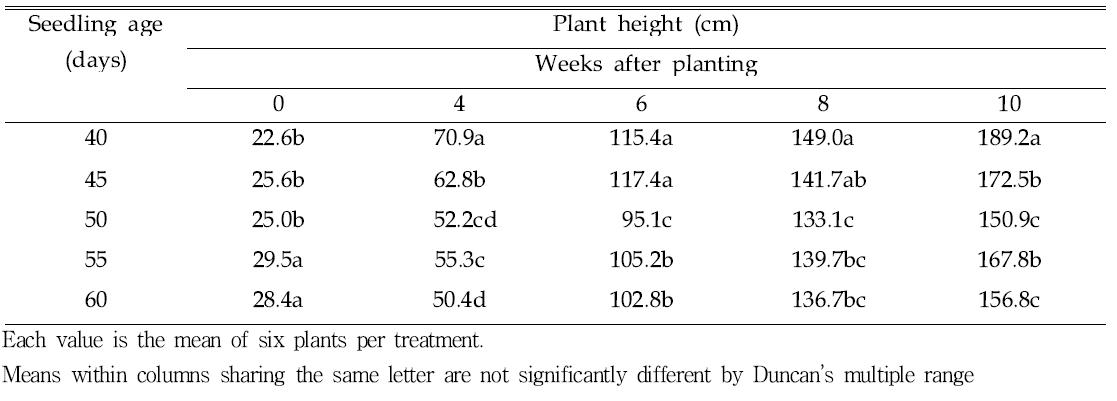 Effect of seedling age on the plant height of tomato after planting.