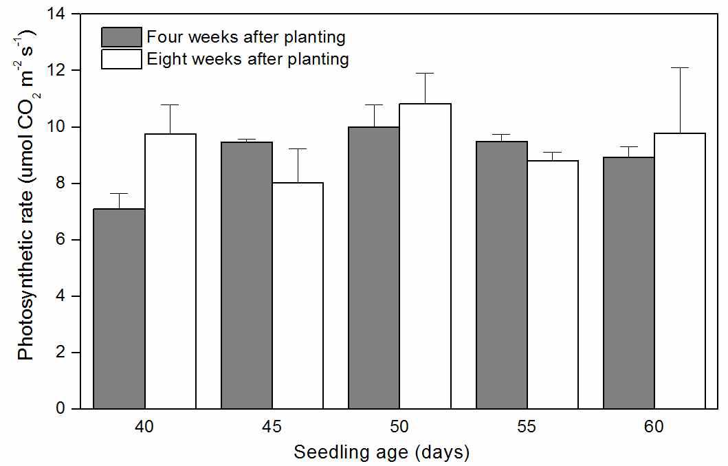 Effect of seedling age on photosynthetic rate of tomato at week 4 and 8 week after planting.
