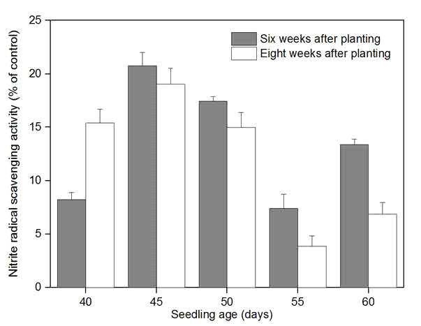 Effect of seedling age on nitrite radical scavenging activity of tomato at week 6 and 8 week after planting.