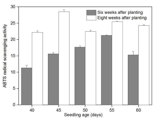 Effect of seedling age on ABTS radical scavenging activity of tomato at week 6 and 8 week after planting.