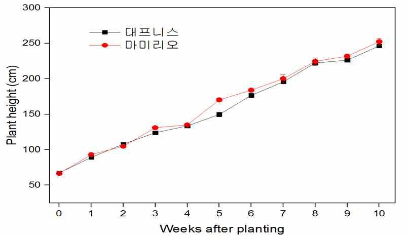 Plant height of two standard tomatoes grown the plastic greenhouse in reclaimed land.