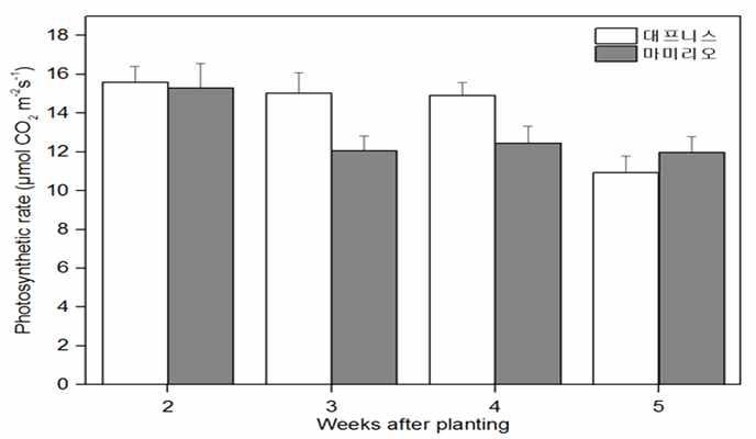 Photosynthetic rate of two standard tomatoes grown the plastic greenhouse in reclaimed land.