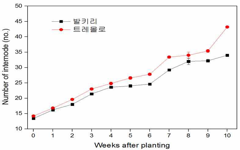 Number of internode of two cherry tomatoes grown the plastic greenhouse in reclaimed land.