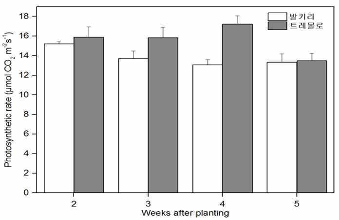 Photosynthetic rate of two cherry tomatoes grown the plastic greenhouse in reclaimed land.