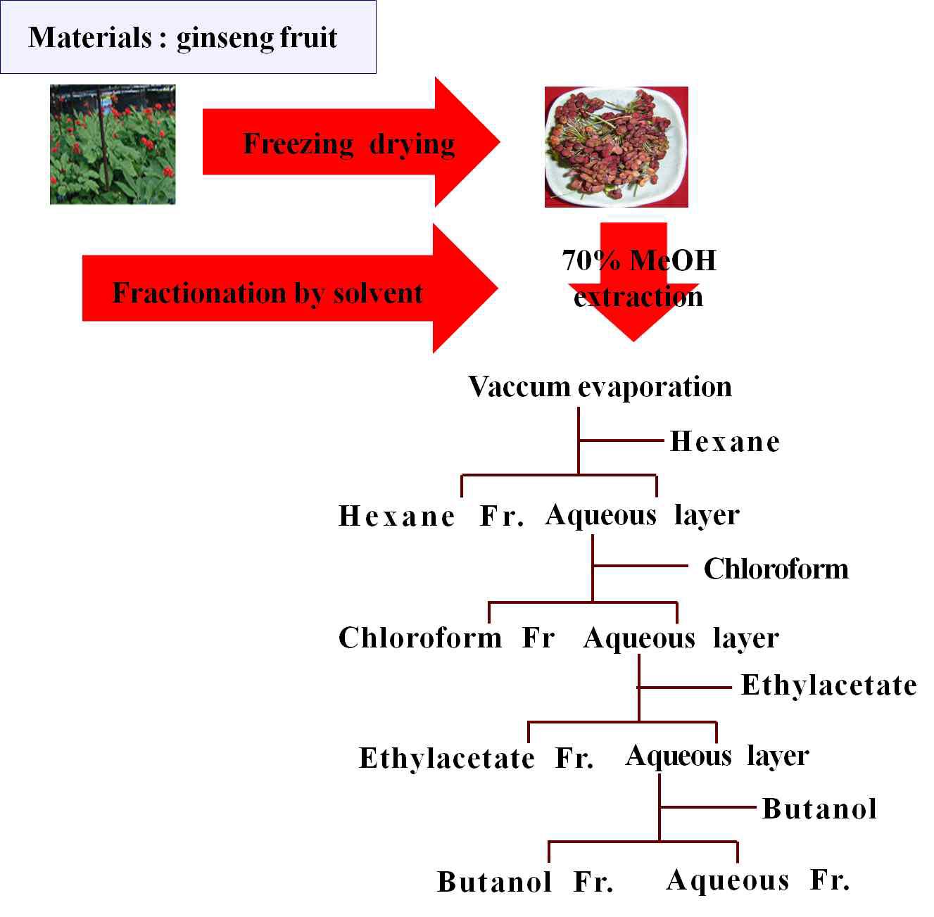 Solvent fractionation procedure of ginseng fruit.