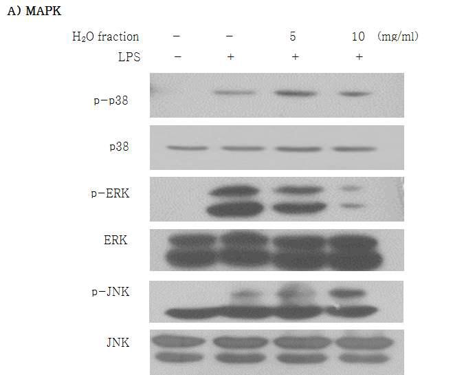 Inhibitory effects of LPS-induced MAPK and NF-kB activation by beverage of ginseng leaf in RAW 264.7 macrophage cells.