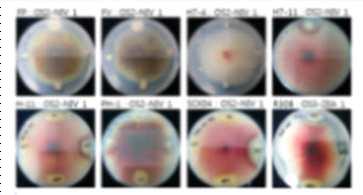 OS2-NIV1 균주의 Fusarium 생장저해