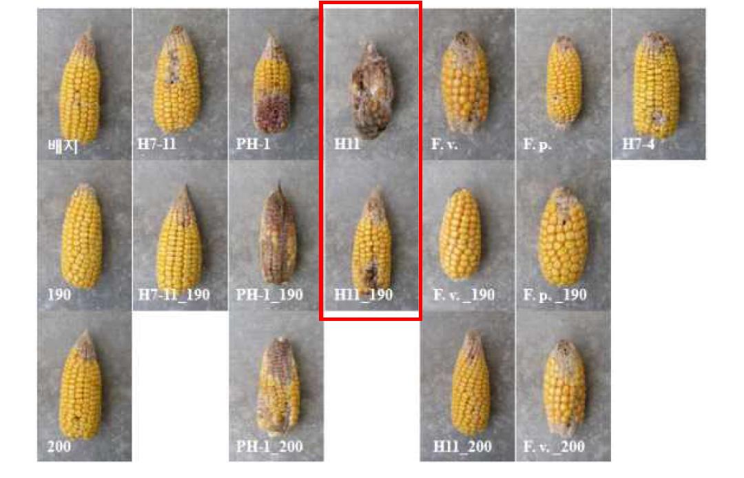 선발 미생물의 옥수수에서 Fusarium 방제 효과(21일째)