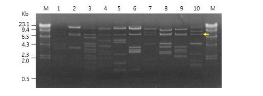 무작위 선발한 메타게놈 클론들의 BamHI 절단 다형성 확인한 agarose gel 결과 의 일부. M, λ-DNA/HindIII; 1-10, 무작위 10 클론; 화살표, fosmid vector (7.5 kb)