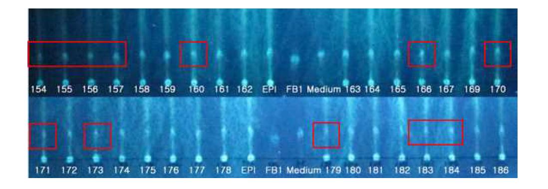 메타게놈 클론들의 FB분해 클론 탐색을 위한 TLC 과정. FB, FB 표준물질; Medium, 배지에 균주 없이 FB만 첨가한 배양액; EPI, fosmid 만 포함한 대장균을 FB이 첨가된 배지에서 배양액; 번호, 각 지질 분해 클론들