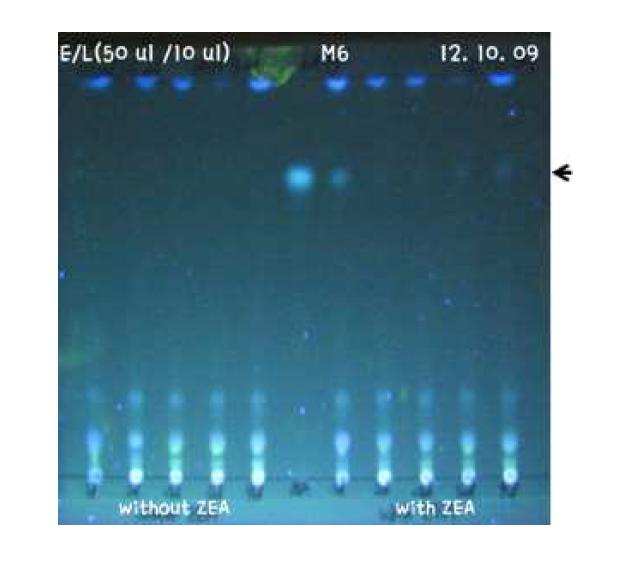 선발 균주 M6에 의한 ZEA 제거의 효과, 화살표: ZEA