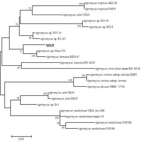 M15 균주의 16S rRNA 유전자를 이용한 계통수 분석결과
