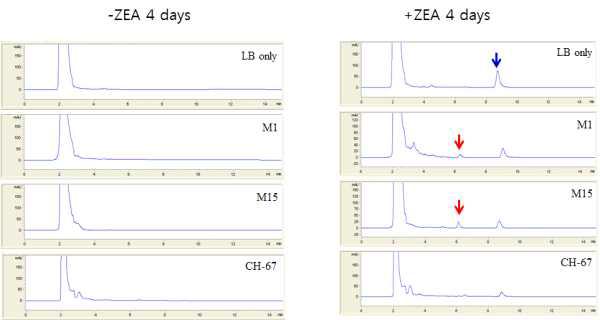 배양 4일차에 배지에 잔류하는 ZEA의 HPLC 검출. 파란색 화살표는 ZEA를, 빨간색 화살표는 균주별 배양 후 새로이 생성되는 물질 후보이다. ZEA가 첨가된 배지와 첨가되지 않는 미생물 배양 시료의 4일째 비교