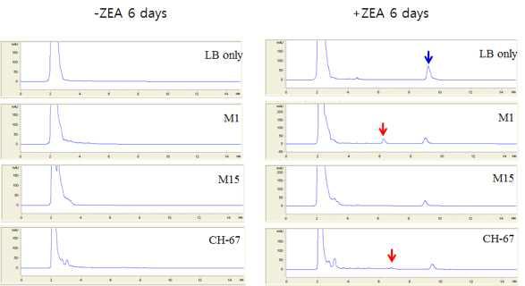배양 6일차에 배지에 잔류하는 ZEA의 HPLC 검출. 파란색 화살표는 ZEA를, 빨간색 화살표는 균주별 배양 후 새로이 생성되는 물질 후보이다. ZEA가 첨가된 배지와 첨가되지 않는 미생물 배양 시료의 6일째 비교