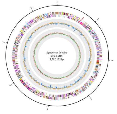 Graphical circle map of M15 genome: 가장 바깥 원으로부터 순서대로 RNA 유 전자 (4개의 rRNA, 47개의 tRNA가 표시 됨), reverse CDS, forward CDS, GC skew, GC ratio를 나타내었다.