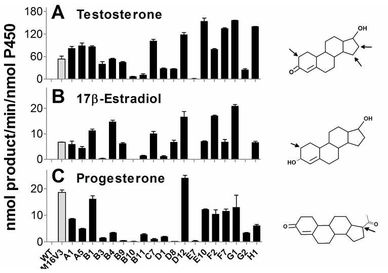 Catalytic activities of the mutants of chimera M16V3 toward steroid substrates which are metabolized by human P450 enzymes.