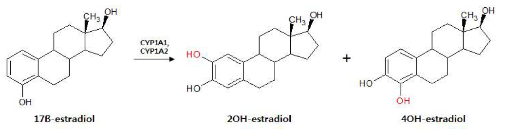 17β-estrdiol is oxidized to two metabolites by human CYP1A1 and CYP1A2.