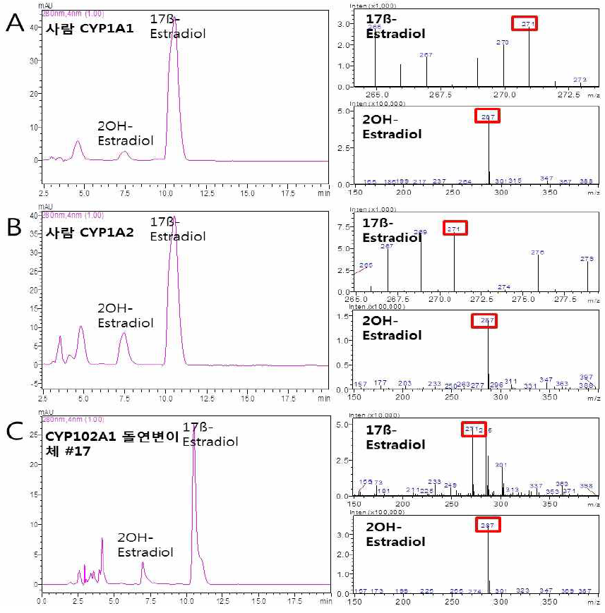 LC-MS profile of 17β-estradiol metabolites by human CYP1A1 [A], human CYP1A2 [B] and CYP102A1 mutant #17 [C].