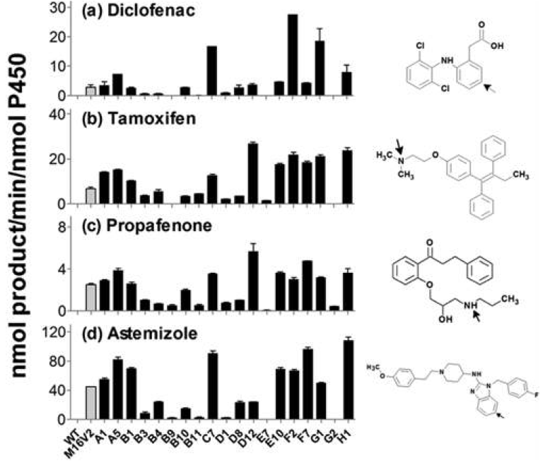 Catalytic activities of the mutants of chimera M16V2 toward marketed drugs which are metabolized by human P450 enzymes.