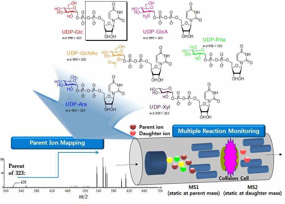 표적 메타볼롬 핵산당의 고감도 정량화 질량분석기법의 구축 전략