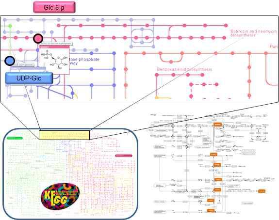 in silico KEGG 핵산당 생합성 경로 모식도