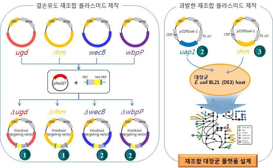 핵산당 타겟유전자 과발현 및 결손유도 플라스미드의 제작 및 플랫폼 설계 전략