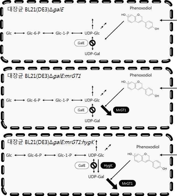 핵산당 생합성 경로 재설계된 재조합 대장균의 생전환을 통한 신규 당결합 페녹소다이올 생합성 전략