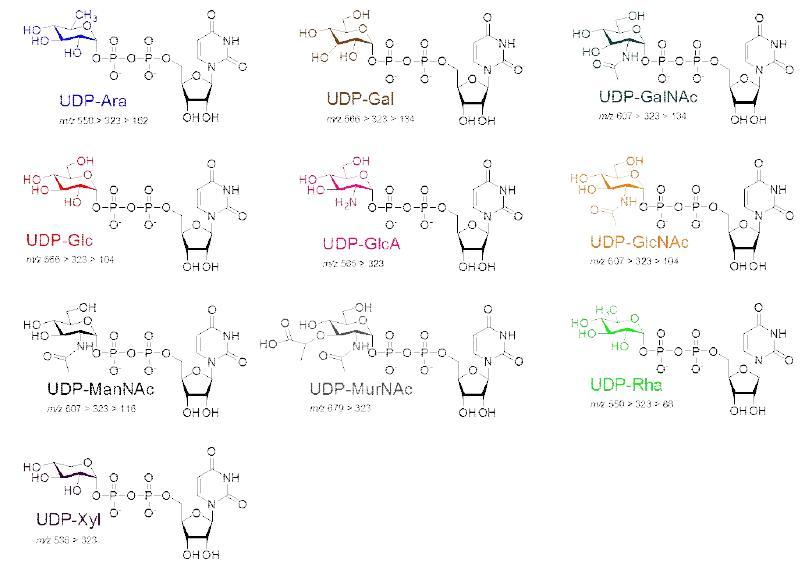 UDP-glucose와 UDP-N-acetylglucosamine 표준품을 통한 총 10종의 UDP 계열 핵산당의 단편화 패턴 시뮬레이션
