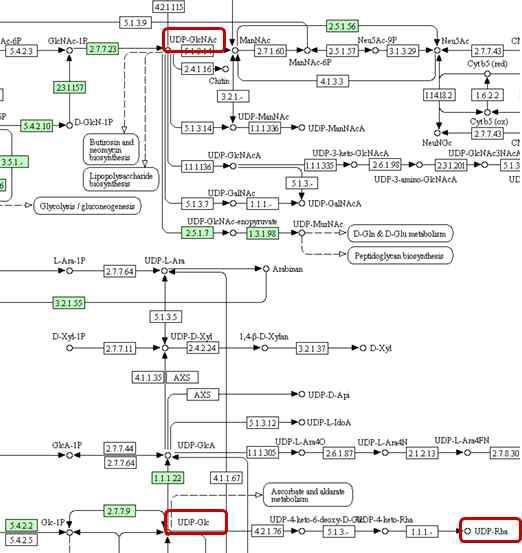 KEGG 데이터베이스 기반 대장균 이종숙주 내 UDP계열 핵산당 대사 경로