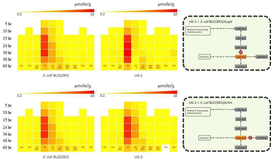 핵산당 생합성 경로 재설계된 UDP-glucose 생산성 재조합 대장균들의 핵산당 플럭스 변화 분석