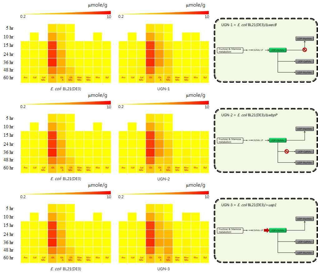 핵산당 생합성 경로 재설계된 UDP-N-acetylglucosamine 생산성 재조합 대장균들의 핵산당 플럭스 변화 분석