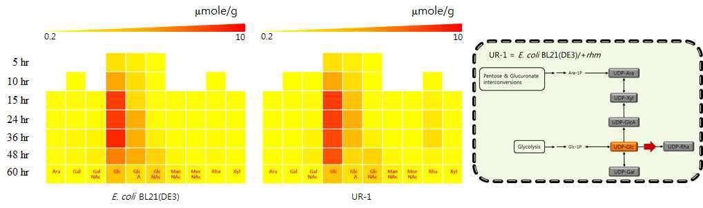 핵산당 생합성 경로 재설계된 UDP-rhamnose 생산성 재조합 대장균들의 핵산당 플럭스 변화 분석