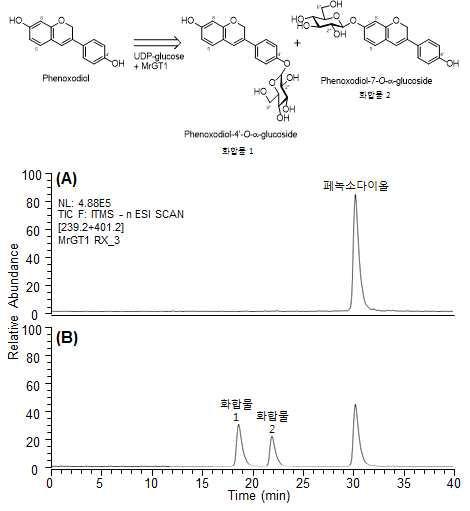 대장균 발현 재조합 당전이효소 MrGT1의 효소반응을 통해 생합성된 페녹소다이올 글루코사이드 HPLC-ESI-MS/MS 크로마토그램