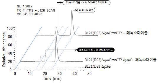 핵산당 경로 재설계된 당전이 재조합 대장균의 생전환을 통한 당결합 페녹소다이올 화합물들의 HPLC-ESI-MS/MS 분석 크로마토그램