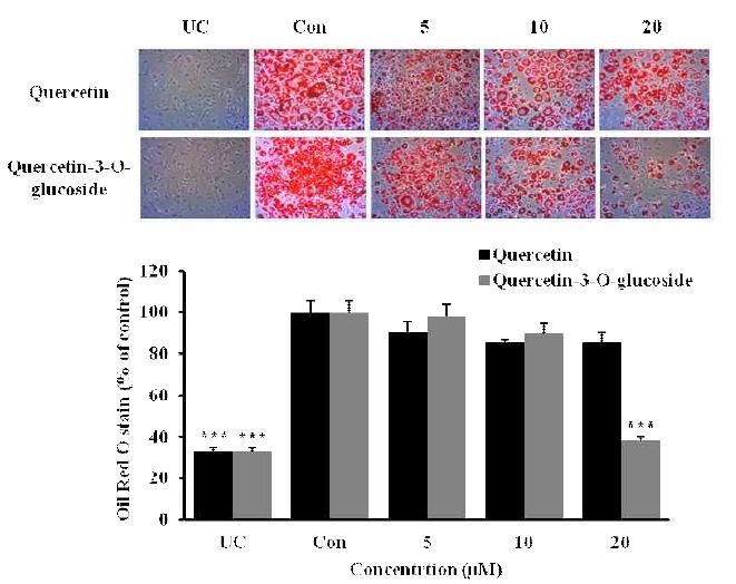 Effect of Quercetin and Quercetin-3-O-glucoside on the lipid content in 3T3-L1 adipocytes.