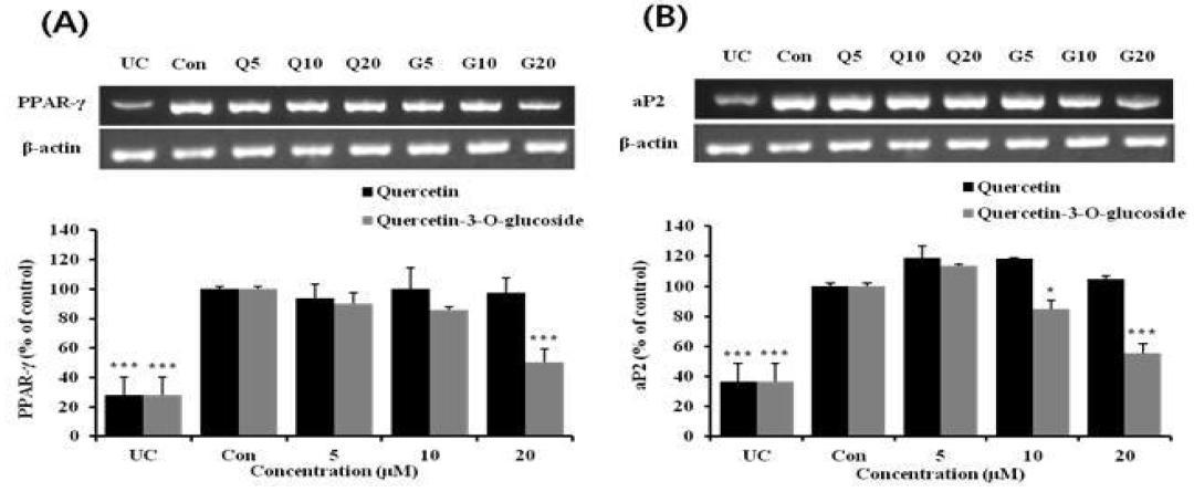 Quercetin and Quercetin-3-O-glucoside decrease PPAR-γ and aP2 mRNA expression in 3T3-L1 adipocyte cells.