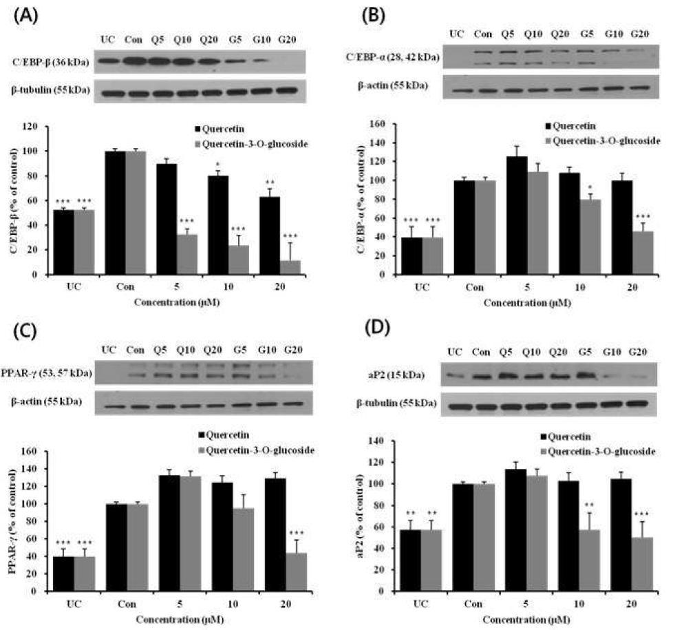 Quercetin and Querceton-3-O-glucoside decrease C/EBP-α, C/EBP-β, PPAR-γ, and aP2 Protein expression in 3T3-L1 adipocyte cells.