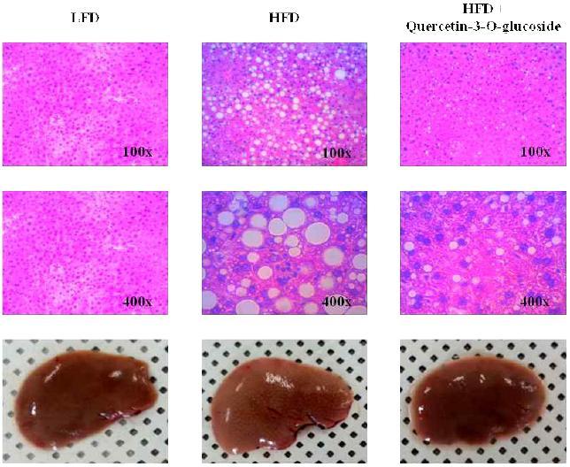 Histology of liver section.