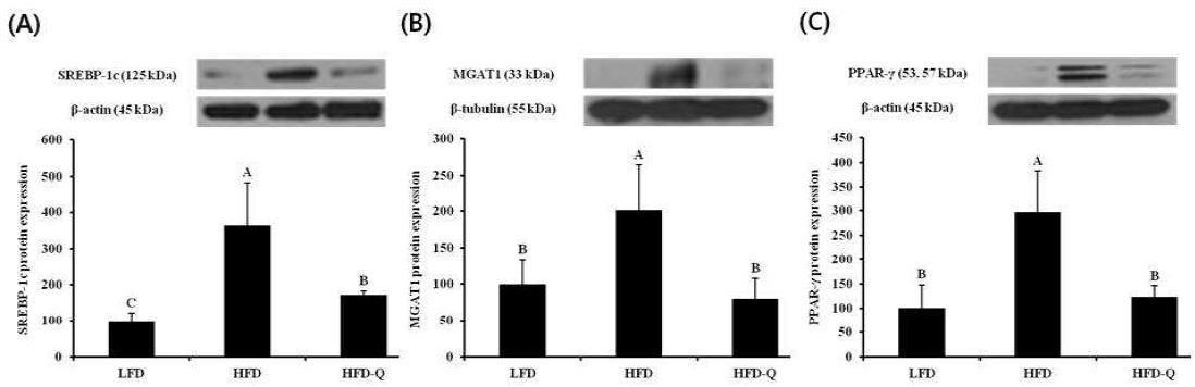 Effect of Quercetin-3-O-glucoside on the expression of obesity and steatosis genes in liver.