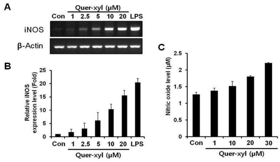 Effects of Quer-3-O-Xyl on the iNOS expression and NO production.