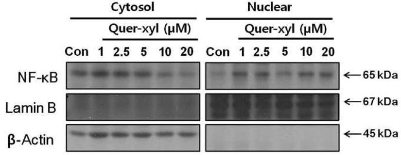 Effects of Quer-3-O-Xyl on NF-κB activation in RAW 264.7 cells.