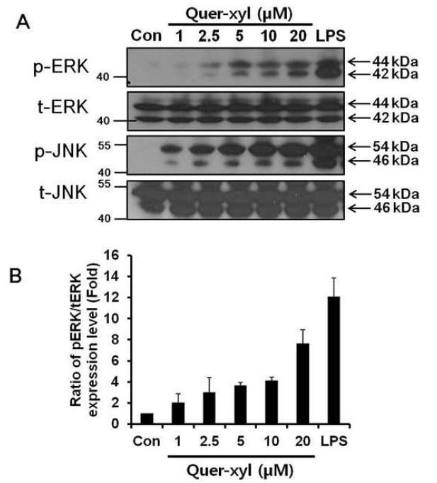 Effects of Quer-3-O-Xyl on the activation of ERK and JNK.