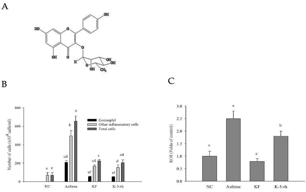 Effect of KF and K-3-rh on the recruitment of inflammatory cells and reactive oxygen species (ROS) in the bronchoalveo6lar lavage fluid (BALF) of mice.