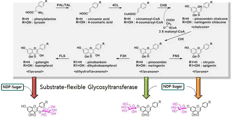 당쇄 페놀릭화합물 생합성에 필수적인 표적메타볼롬 핵산당의 중요성