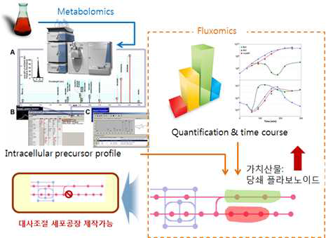 메타볼로믹스 기반 당쇄 페놀릭화합물 생산성 극대화 재조합 미생물 플랫폼의 구축