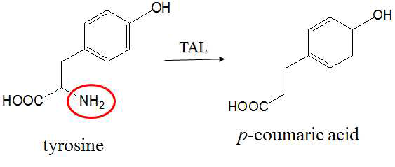 Conversion of tyrosin to p-coumaric acid by TAL