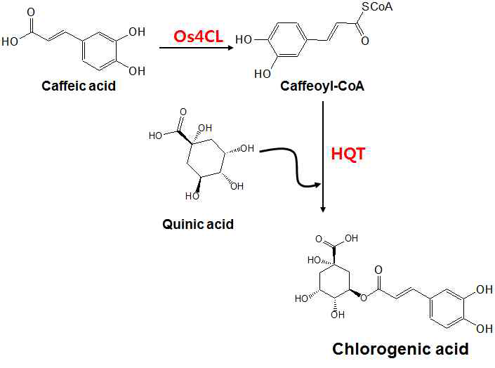 Pathway of chlorogenic acid biosynthesis from caffeic acid and quinic acid
