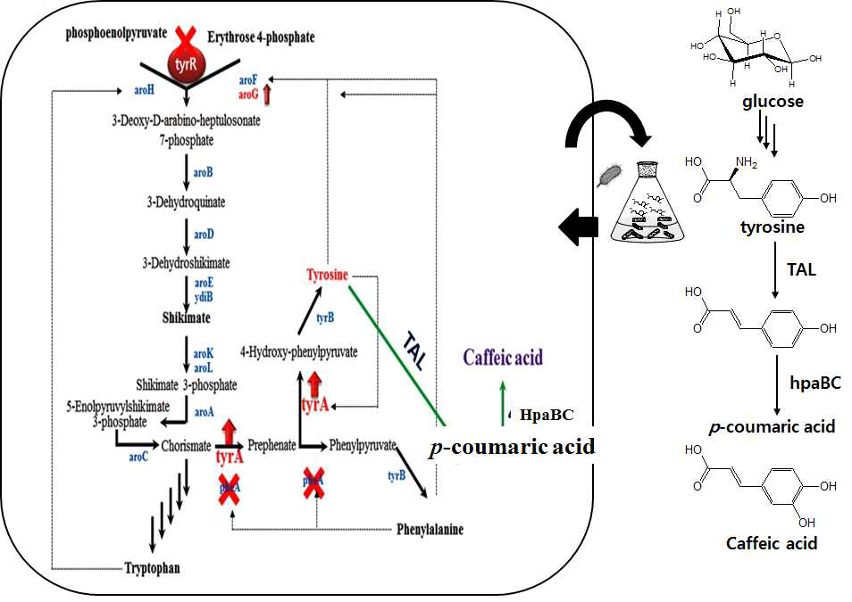 대장균에서 shikimate pathway engineering을 통한 caffeic acid의 생산의 조절
